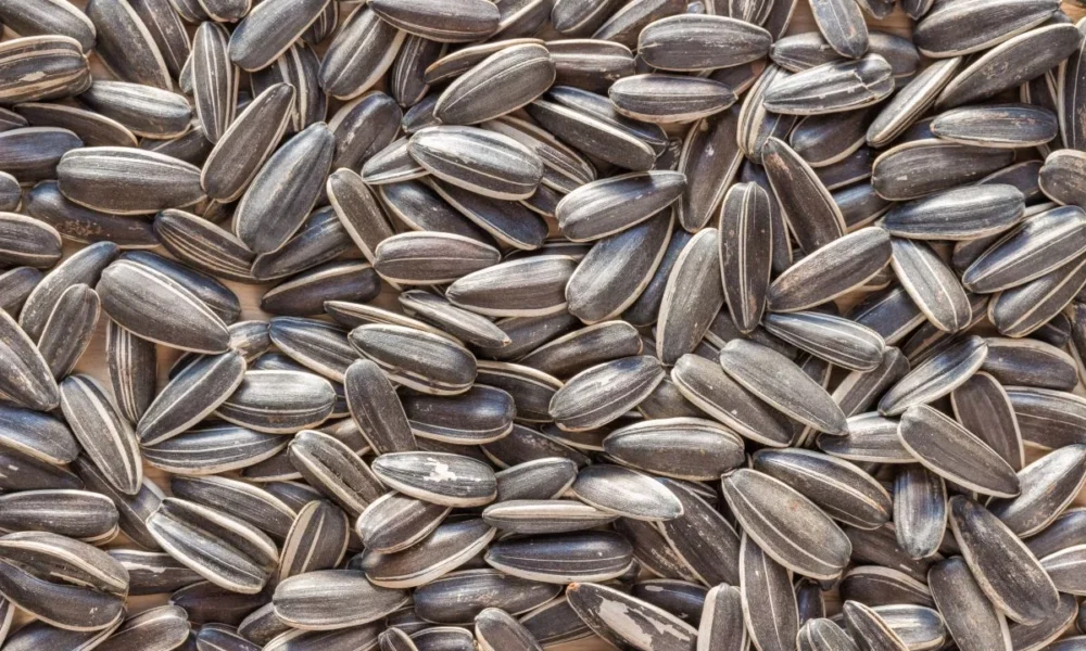 Barry Callebaut invests in alternative cocoa startup