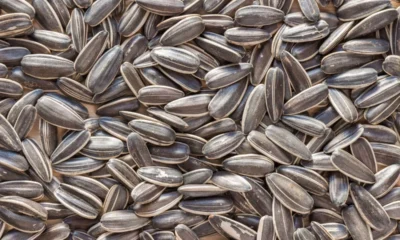 Barry Callebaut invests in alternative cocoa startup