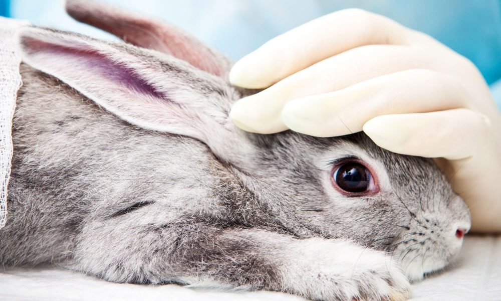 These technologies could help put a stop to animal testing