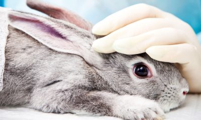 These technologies could help put a stop to animal testing