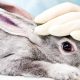These technologies could help put a stop to animal testing