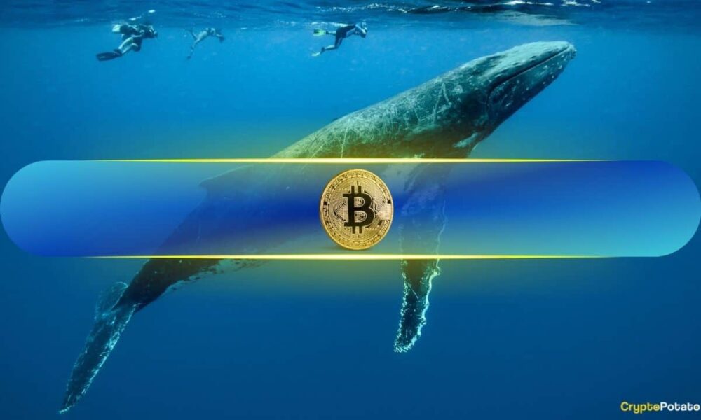 Big Bitcoin (BTC) Whales Surge as Small Holders Vanish Amid Short-Term Recovery Attempts