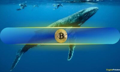 Big Bitcoin (BTC) Whales Surge as Small Holders Vanish Amid Short-Term Recovery Attempts