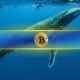 Big Bitcoin (BTC) Whales Surge as Small Holders Vanish Amid Short-Term Recovery Attempts