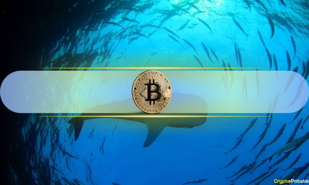 Is Bitcoin Whales' Game Now as Retail Investors Vanish?