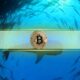 Is Bitcoin Whales' Game Now as Retail Investors Vanish?