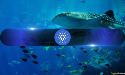 Whales Are Leaning Into Ethereum (ETH) and Cardano (ADA): Retail Is Lagging Behind