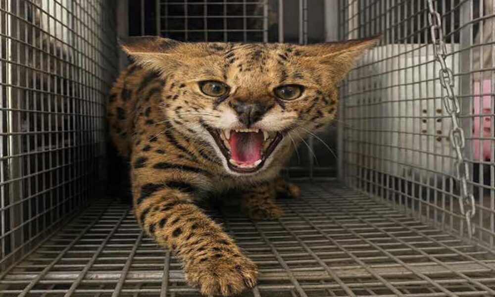 Dubai Police dangerous animal serval cat