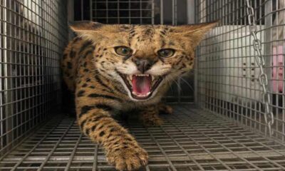 Dubai Police dangerous animal serval cat