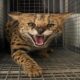 Dubai Police dangerous animal serval cat