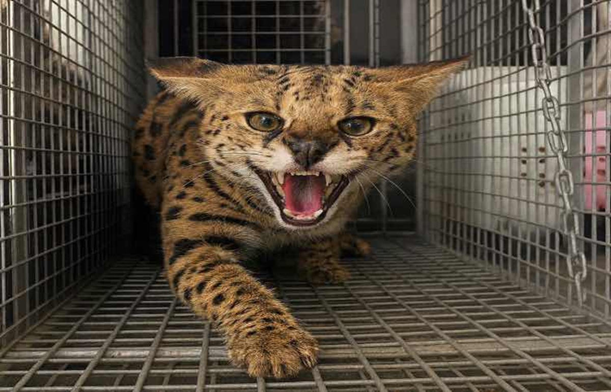 Dubai Police dangerous animal serval cat