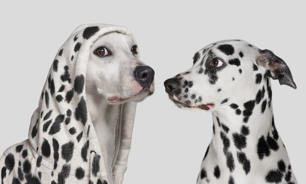 Dalmatian dog startled by white dog wearing hoodie with with spots, pretending to be a Dalmatian