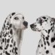 Dalmatian dog startled by white dog wearing hoodie with with spots, pretending to be a Dalmatian