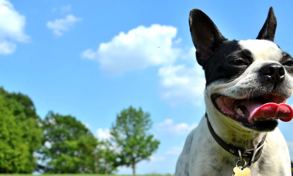 The Climate Impact of Owning a Dog