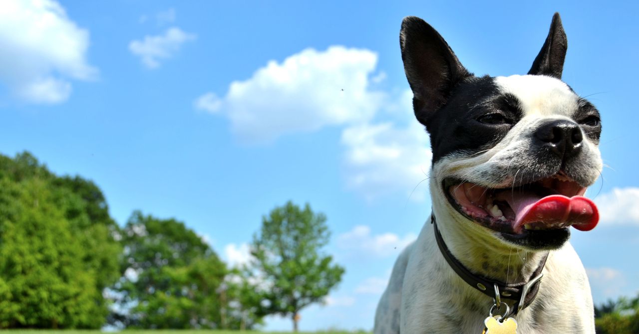 The Climate Impact of Owning a Dog