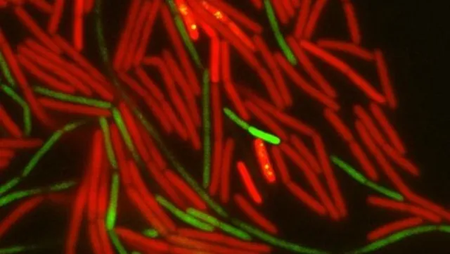 Hebrew University Study Reveals How Bacterial Motion Drives the Spread of Antibiotic Resistance