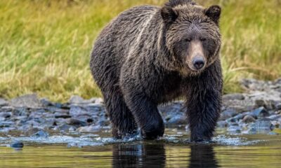 Bear attack during school trip leaves two critically injured | News World