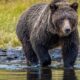 Bear attack during school trip leaves two critically injured | News World