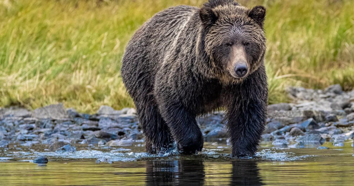 Bear attack during school trip leaves two critically injured | News World