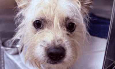 Urgent plea after dog dumped in sports bag in north London