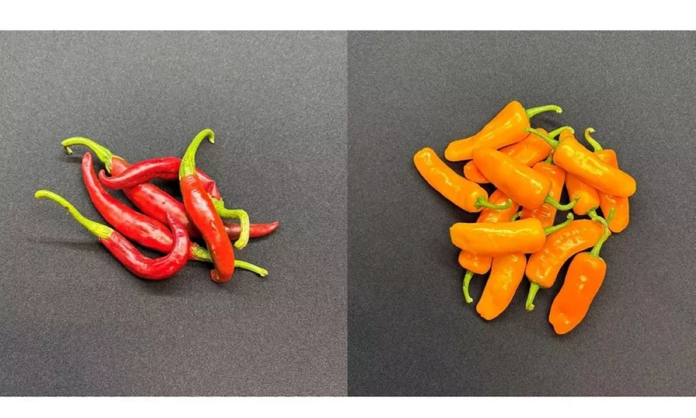 Sensient Natural Ingredients rebrands