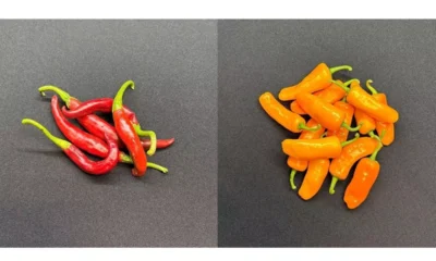 Sensient Natural Ingredients rebrands