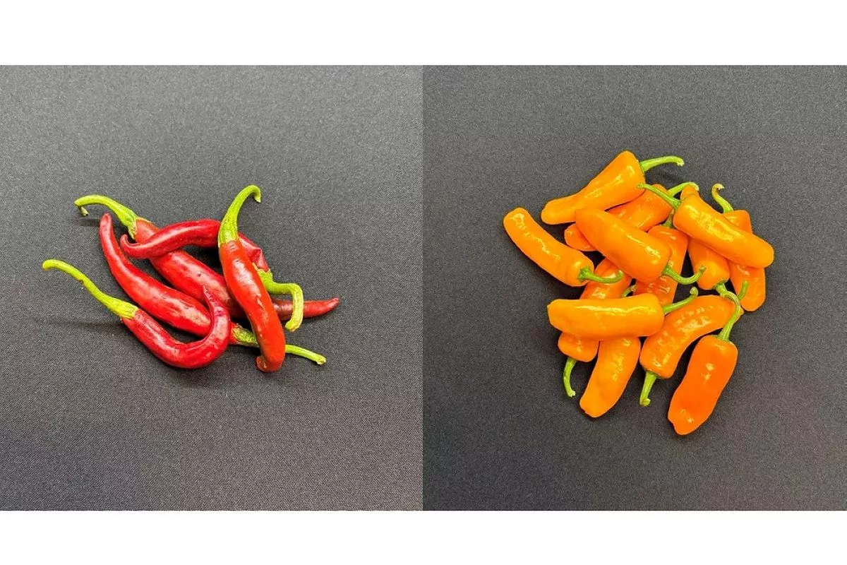 Sensient Natural Ingredients rebrands