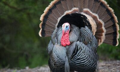 Dow Jones Futures: Robinhood Merry As Stocks Rally Into Thanksgiving; ASML Leads 5 New Buys