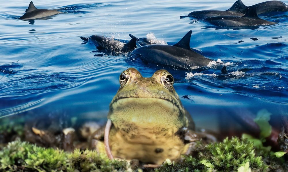 These Animals Might Have A More Messed Up Sleep Cycle Than You