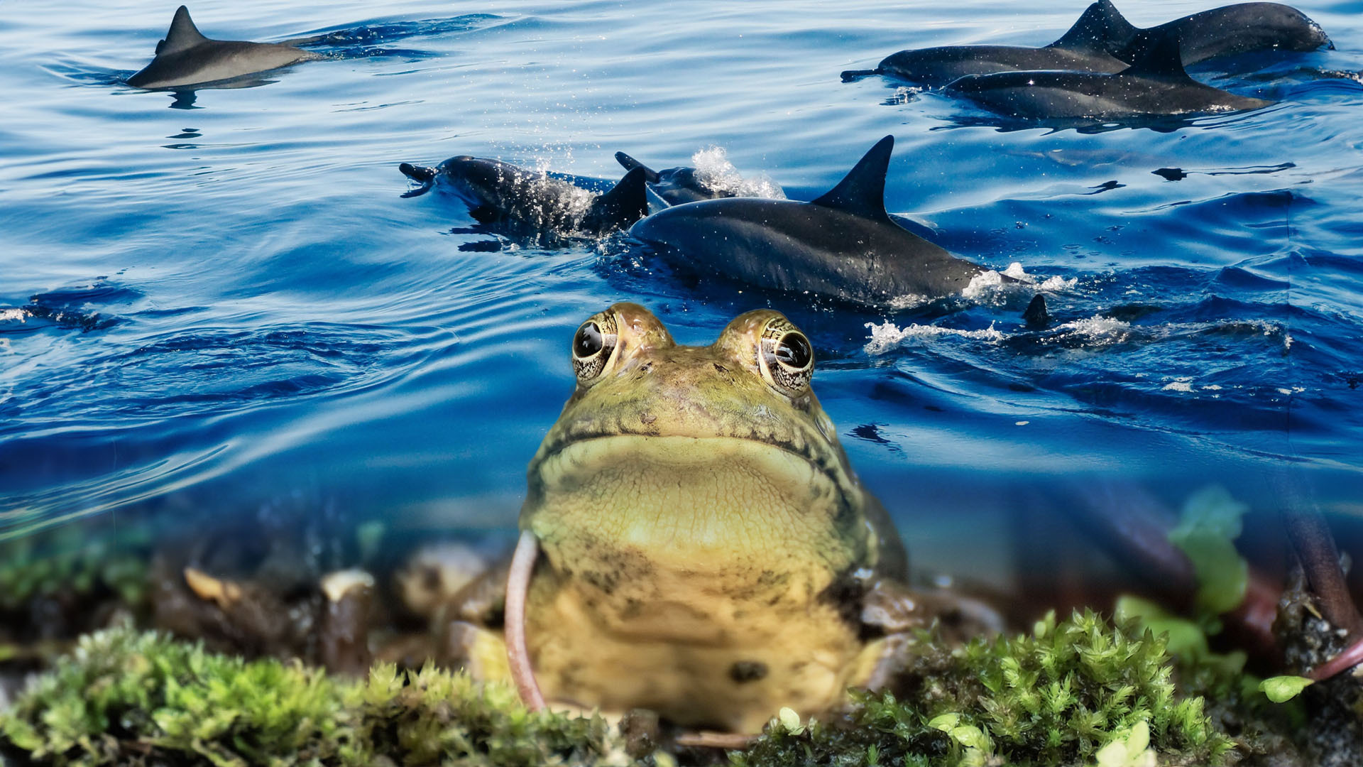 These Animals Might Have A More Messed Up Sleep Cycle Than You