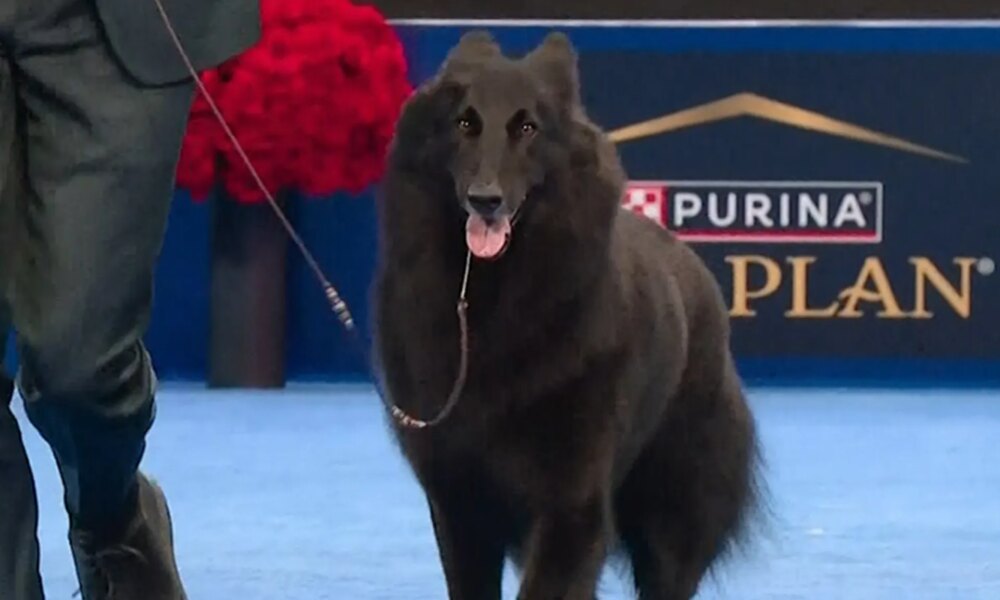 2025 National Dog Show Winner Announced, See Result & Pics
