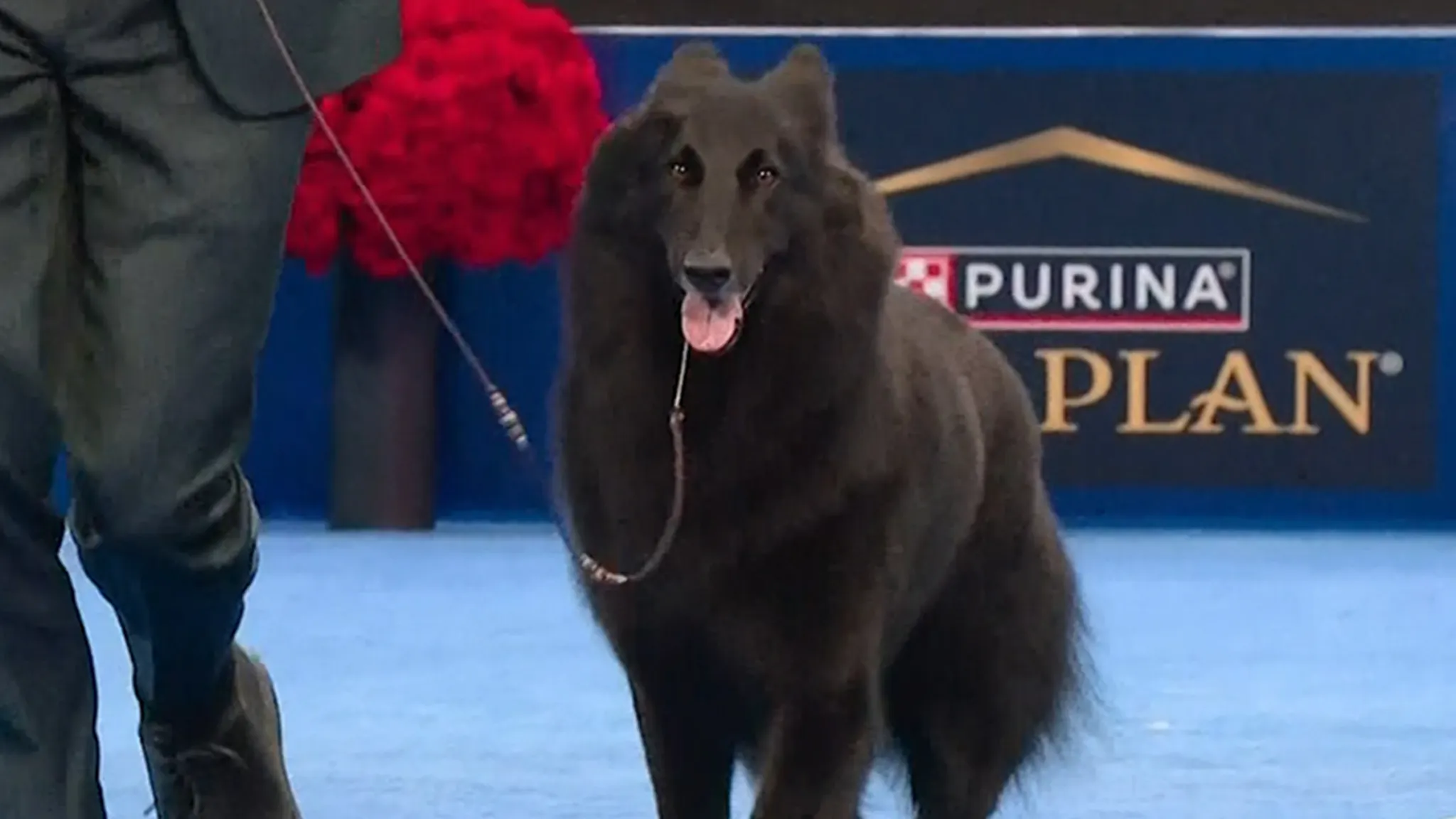 2025 National Dog Show Winner Announced, See Result & Pics