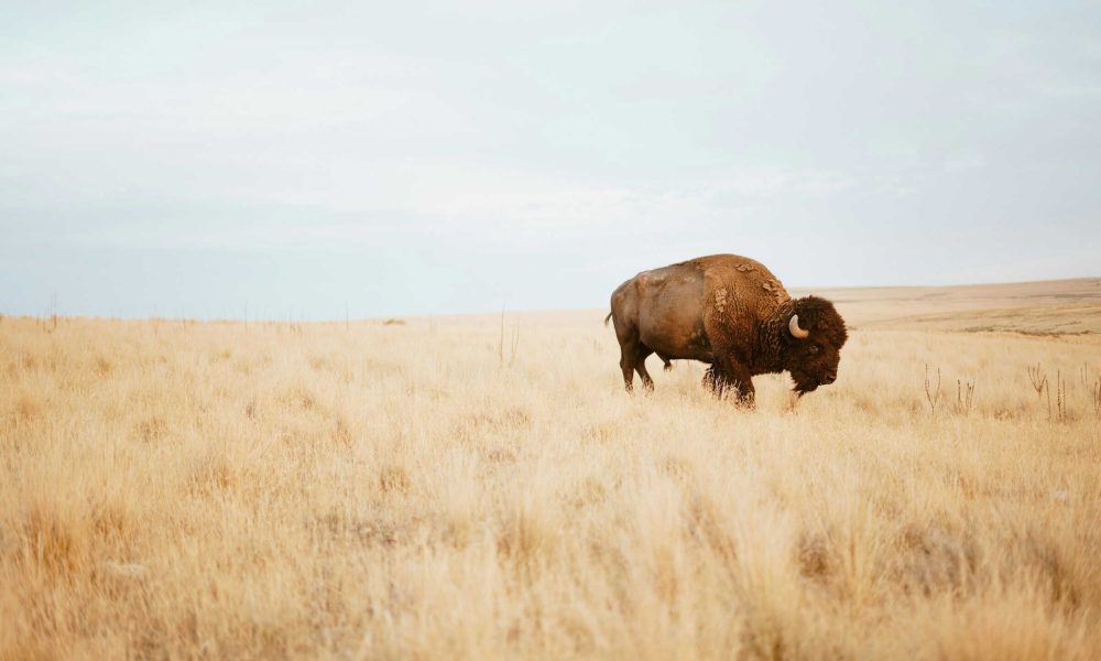 How bison ‘reawakened’ the world’s oldest national park