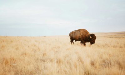 How bison ‘reawakened’ the world’s oldest national park