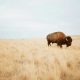 How bison ‘reawakened’ the world’s oldest national park