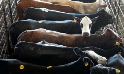 Americans keep buying beef despite record-high prices at grocery stores