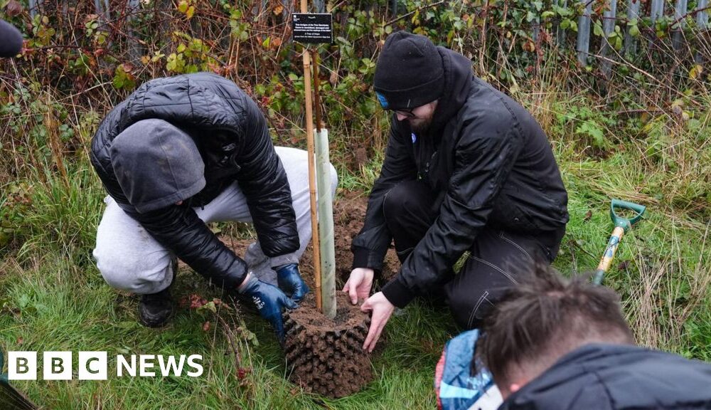 First Sycamore Gap tree 'offsprings' planted