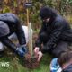 First Sycamore Gap tree 'offsprings' planted