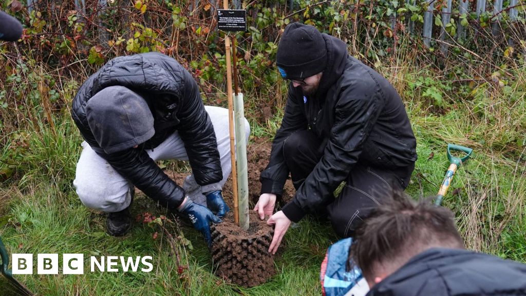 First Sycamore Gap tree 'offsprings' planted