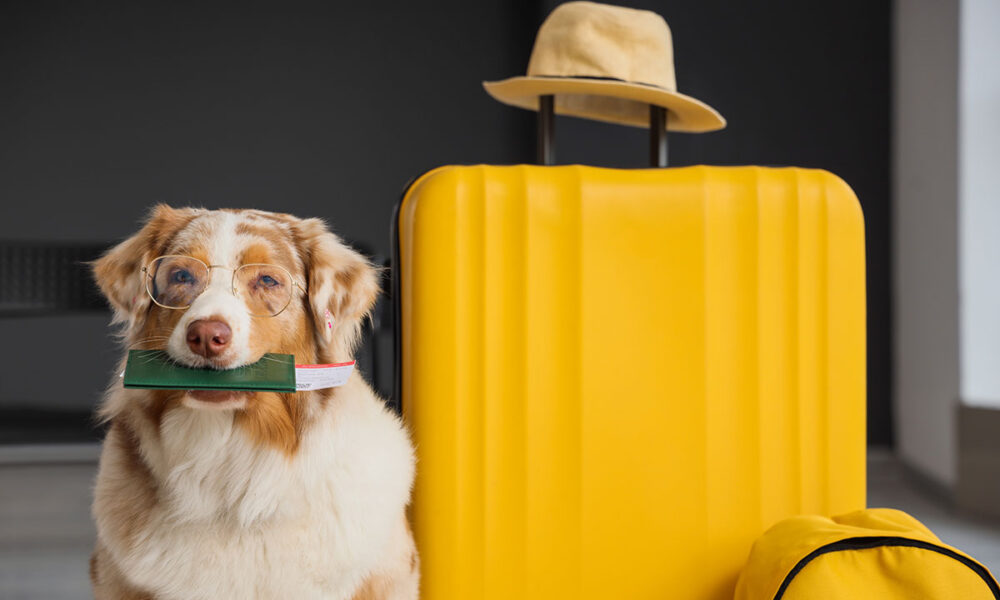 Fly JetPets private jet demand