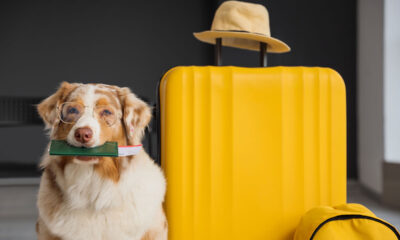 Fly JetPets private jet demand