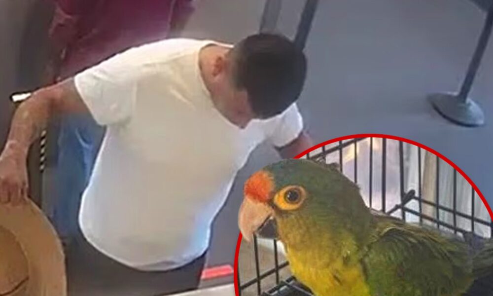 Man With Big Bulge Busted at Border With Endangered Birds in His Pants