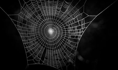 how dark web criminals give themselves away with their language