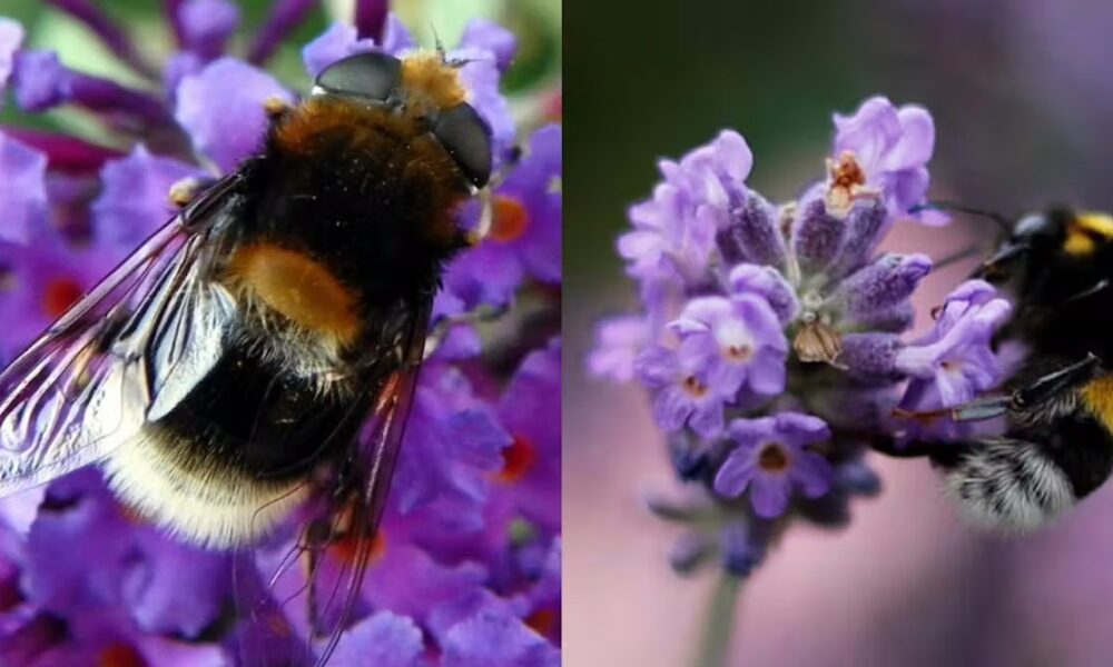 the insects that cosplay bumblebees