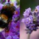 the insects that cosplay bumblebees