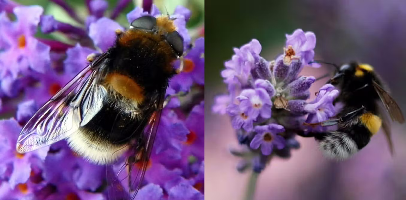 the insects that cosplay bumblebees