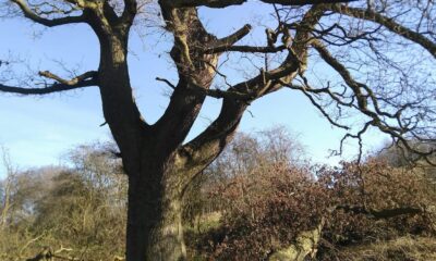 What do trees remember?