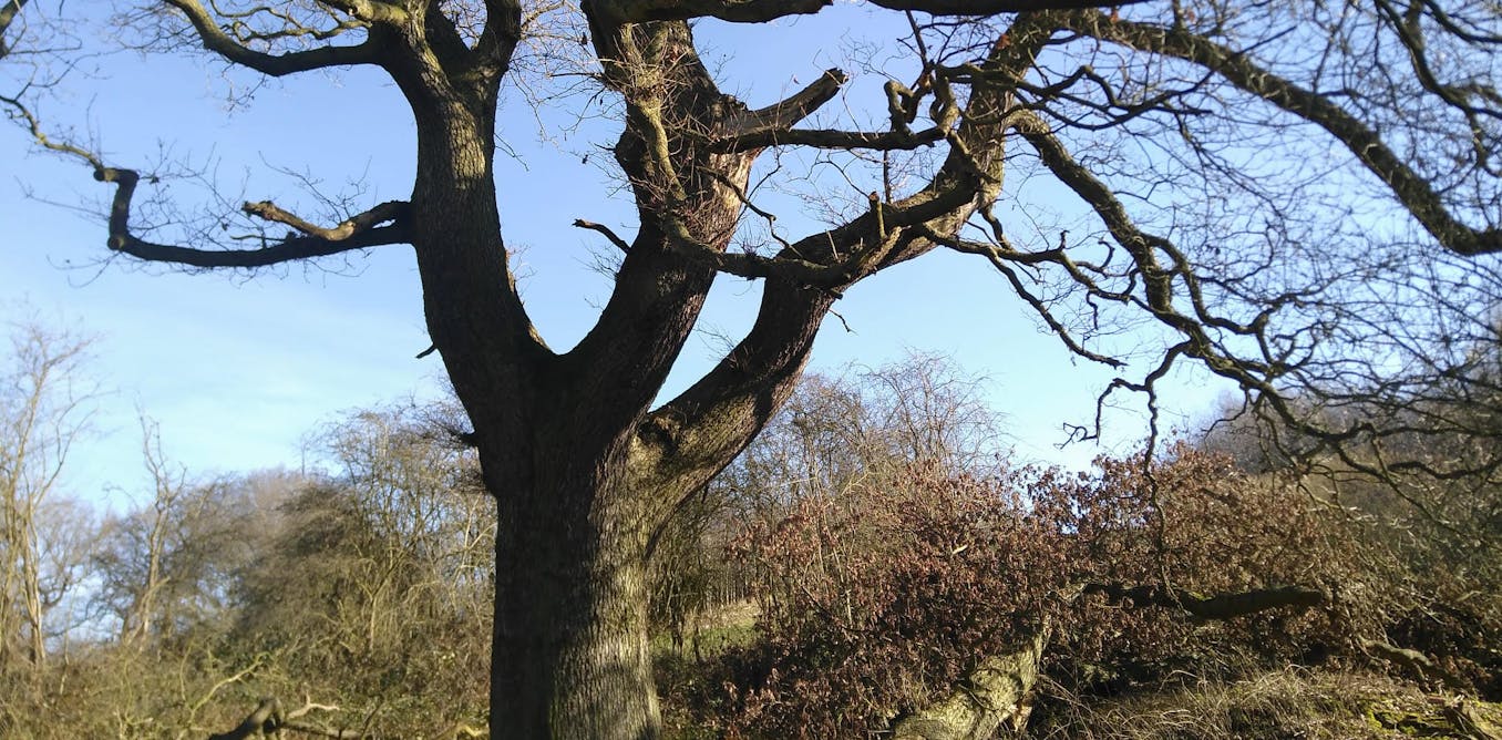 What do trees remember?