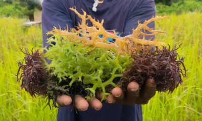 Five ways to make the ocean economy more sustainable and just