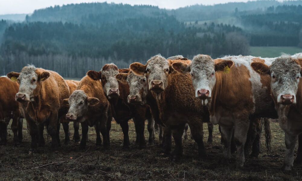 The fast-fix for global warming that the UN climate summit can’t ignore